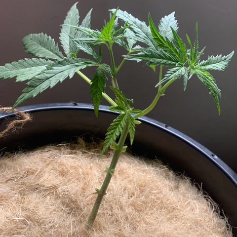 Veneno growlog timeline photo