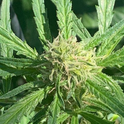 Veneno growlog timeline photo