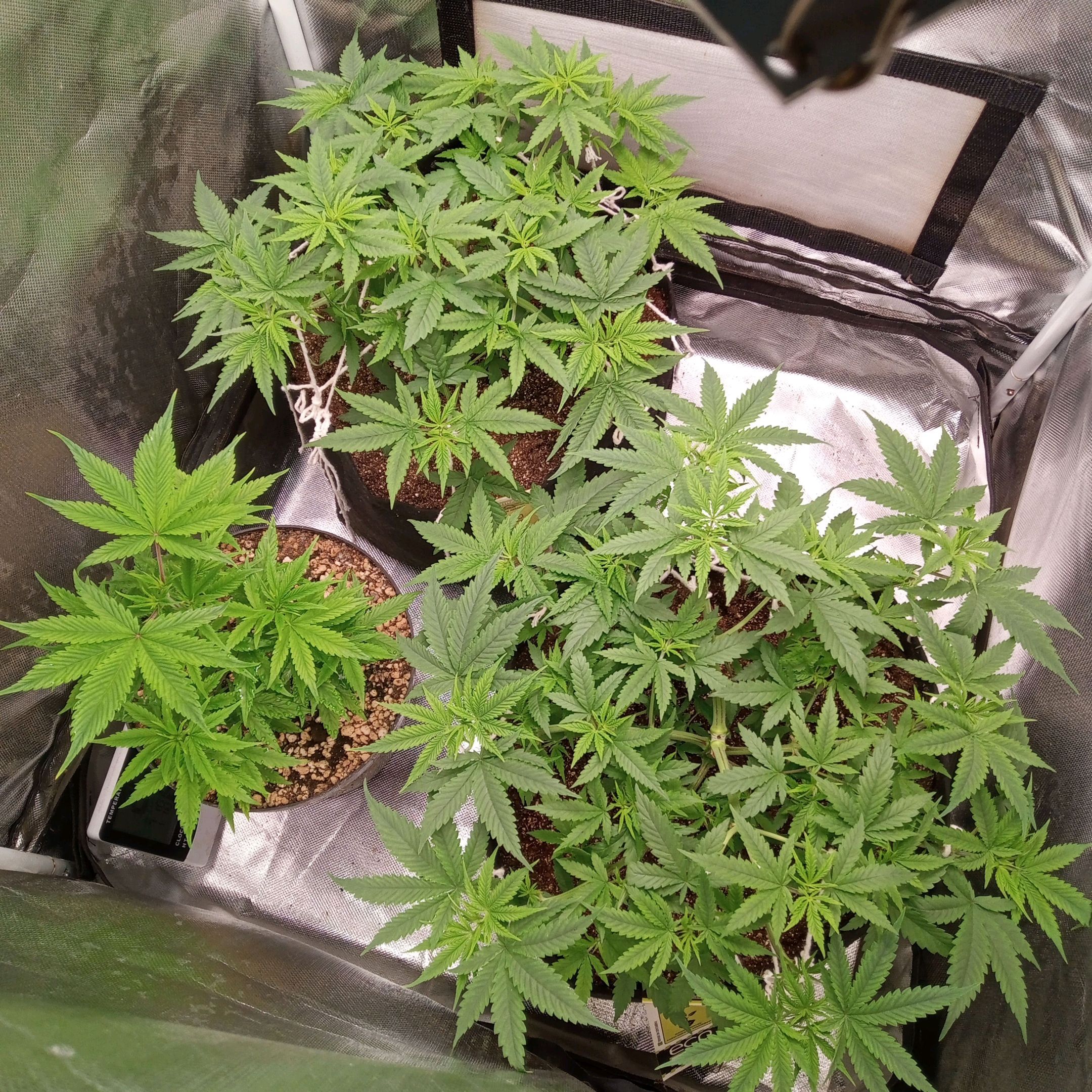 AK 47 growlog header