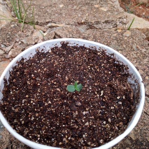 AK 47 growlog photo