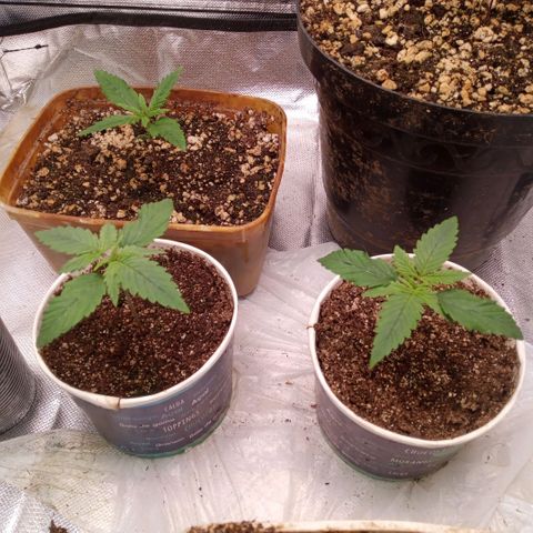 AK 47 growlog timeline photo