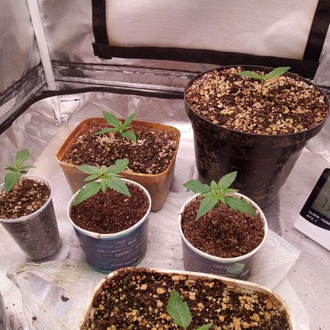 AK 47 growlog photo