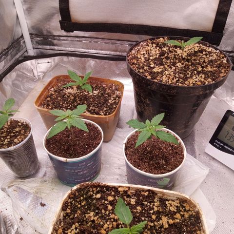 AK 47 growlog timeline photo