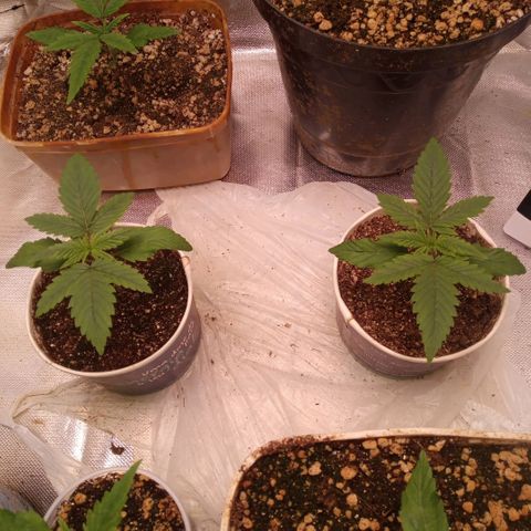 AK 47 growlog timeline photo