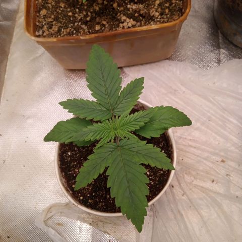 AK 47 growlog timeline photo