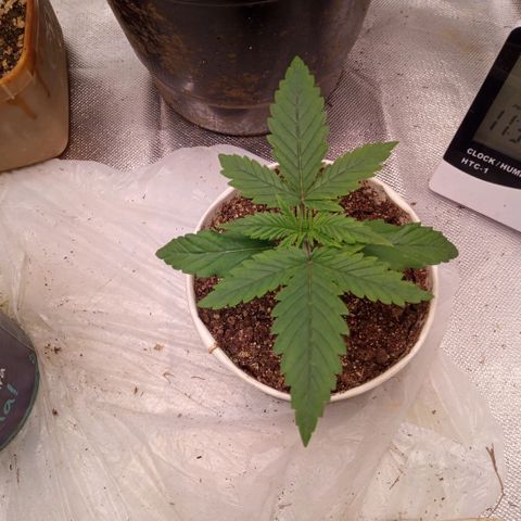 AK 47 growlog timeline photo