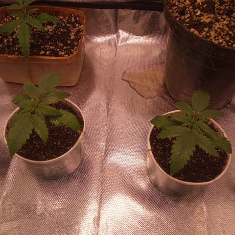 AK 47 growlog timeline photo