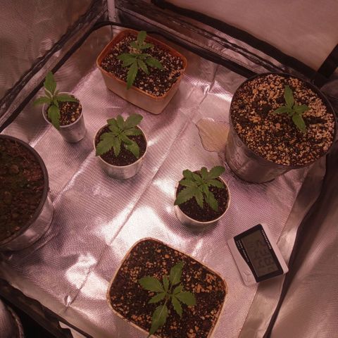 AK 47 growlog timeline photo