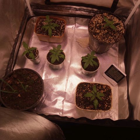 AK 47 growlog timeline photo