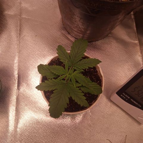 AK 47 growlog photo: Ponta das folhas viradas para baixo,será que foi o óleo de neem? Escasso de rega pode ser mas acho que não.