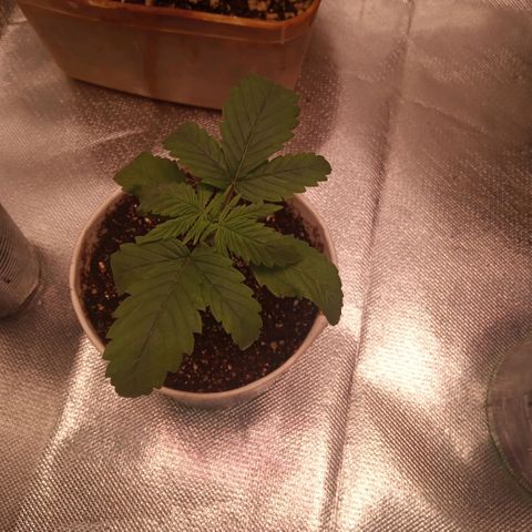 AK 47 growlog photo: Ponta das folhas viradas para baixo,será que foi o óleo de neem? Escasso de rega pode ser mas acho que não.