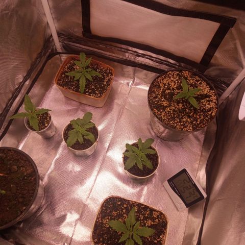 AK 47 growlog photo: Queimaduras nas plantas de prensado, folhas com a ponta viradas para baixo