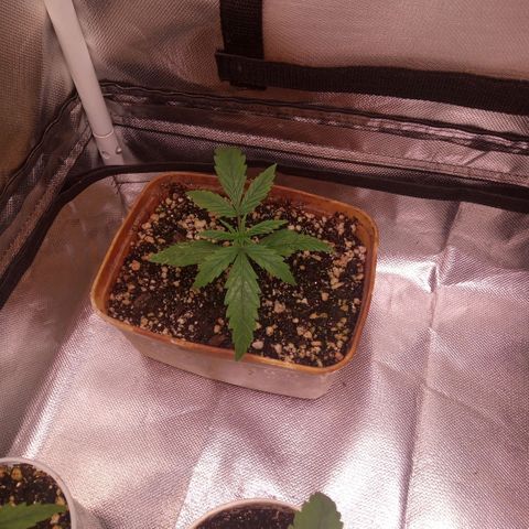 AK 47 growlog photo: Queimaduras nas plantas de prensado, folhas com a ponta viradas para baixo