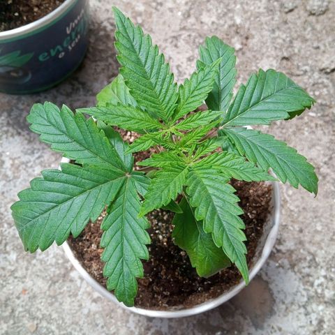 AK 47 growlog photo: As folhas afetadas não obteve melhora,porém as folhas novas estão nascendo saudáveis