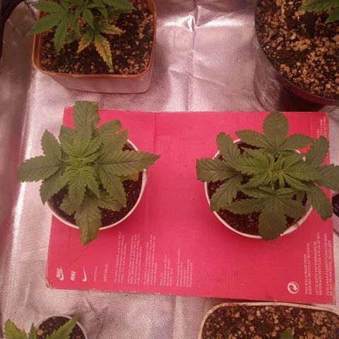 AK 47 growlog timeline photo