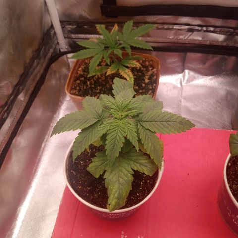 AK 47 growlog timeline photo