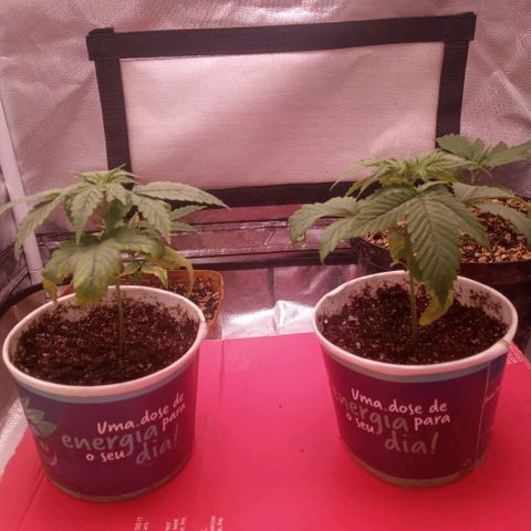 AK 47 growlog timeline photo