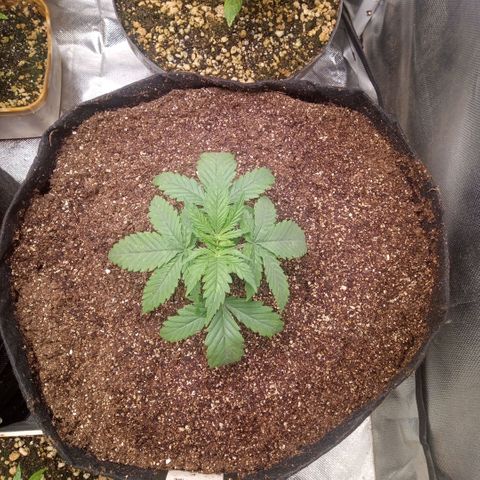 AK 47 growlog photo: Transplante para vaso de 11 litros