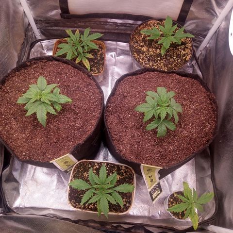 AK 47 growlog photo: Transplante para vaso de 11 litros
