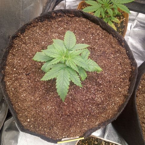 AK 47 growlog photo: Transplante para vaso de 11 litros
