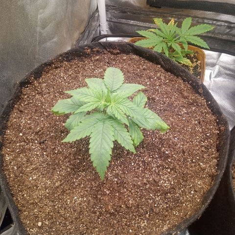 AK 47 growlog photo: Transplante para vaso de 11 litros