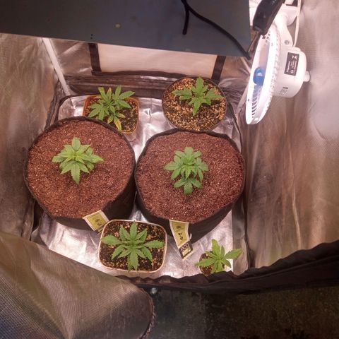 AK 47 growlog photo: Transplante para vaso de 11 litros