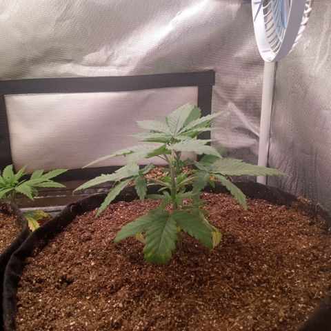AK 47 growlog photo: Poda top do quarto para o quinto nó