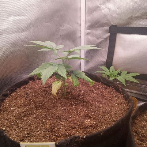 AK 47 growlog photo: Poda top do quarto para o quinto nó