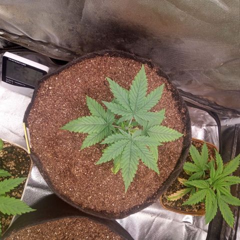AK 47 growlog photo: Poda top do quarto para o quinto nó