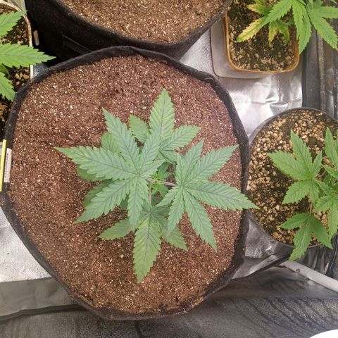 AK 47 growlog photo: Poda top do quarto para o quinto nó