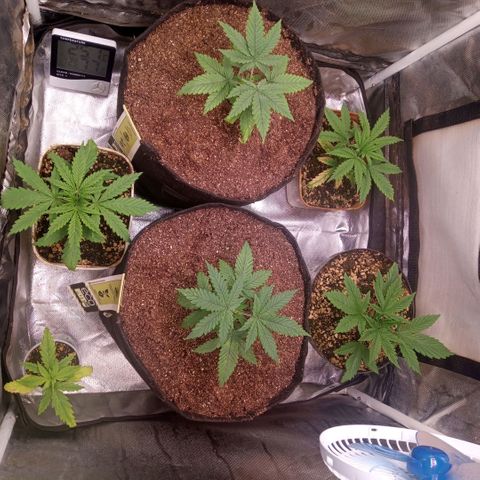 AK 47 growlog photo: Poda top do quarto para o quinto nó