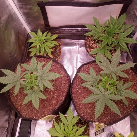 AK 47 growlog photo: Ótimo desenvolvimento, destaque das podas top