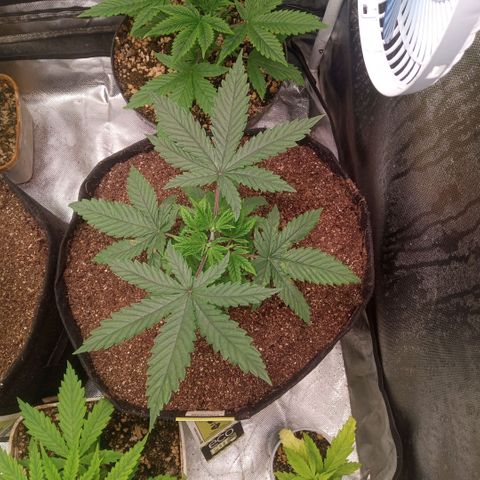 AK 47 growlog photo: Ótimo desenvolvimento, destaque das podas top