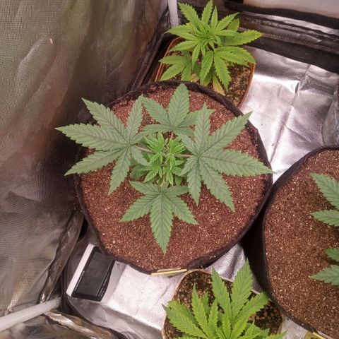 AK 47 growlog photo: Ótimo desenvolvimento, destaque das podas top