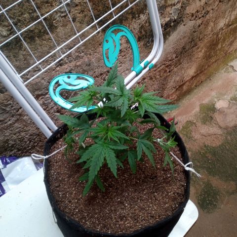 AK 47 growlog photo: Início do treinamento com amarras