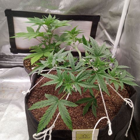 AK 47 growlog photo: Início do treinamento com amarras