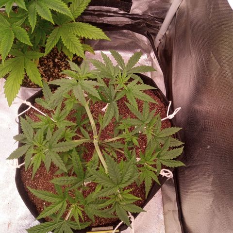 AK 47 growlog photo: Início do treinamento com amarras