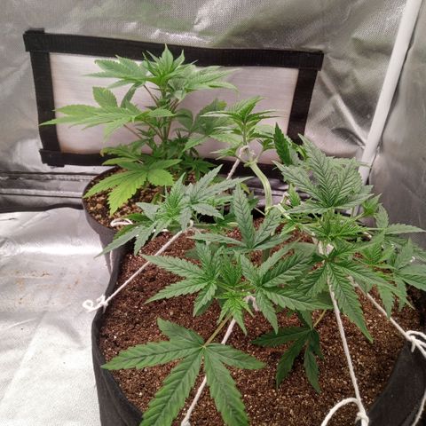 AK 47 growlog photo: Início do treinamento com amarras