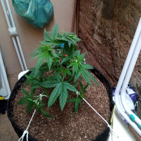 AK 47 growlog photo: Início do treinamento com amarras