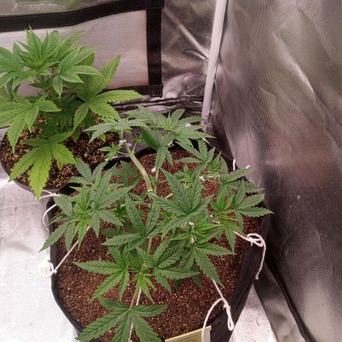 AK 47 growlog photo: Início do treinamento com amarras