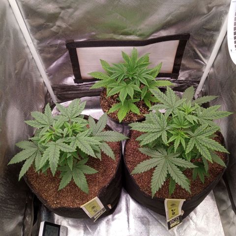 AK 47 growlog timeline photo