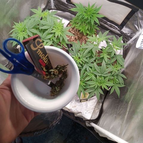 AK 47 growlog timeline photo