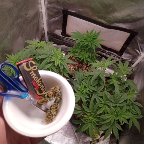 AK 47 growlog timeline photo