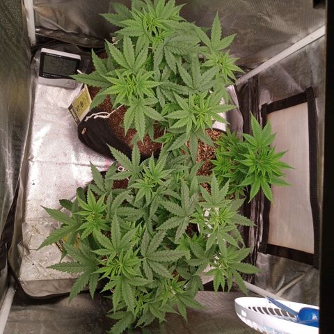 AK 47 growlog timeline photo