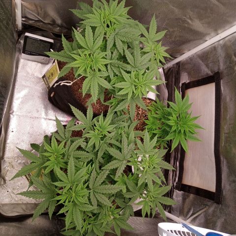 AK 47 growlog timeline photo