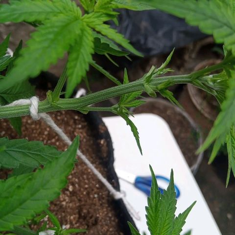 AK 47 growlog photo: Desfoliacao e rega com fertilizante