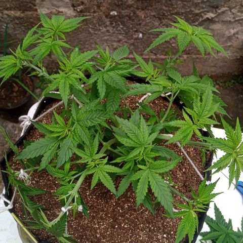 AK 47 growlog photo: Desfoliacao e rega com fertilizante