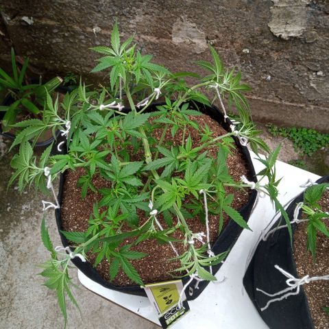 AK 47 growlog photo: Ajustes nas amarras