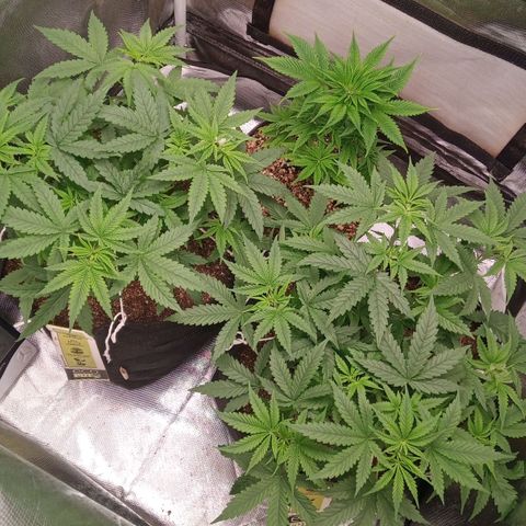 AK 47 growlog photo: Desfoliacao e rega com fertilizante