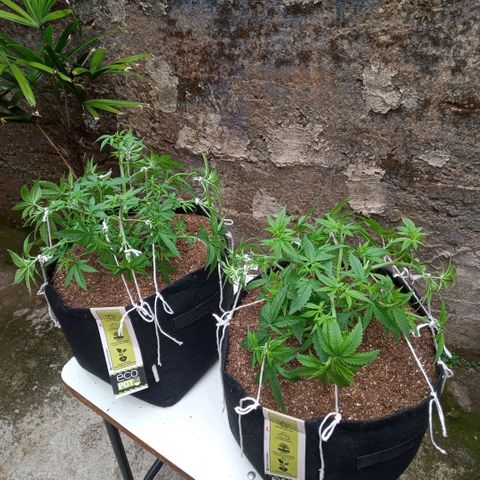 AK 47 growlog photo: Ajustes nas amarras